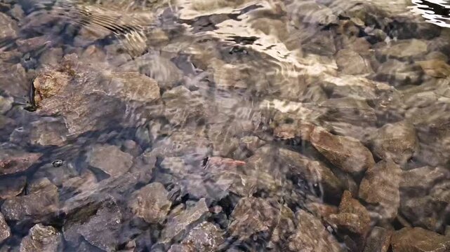 Clear Water Flowing Over Rocky Riverbed
