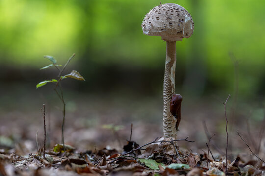 Parasolpilz (Macrolepiota procera) w&auml;chst im herbstlichen Waldboden