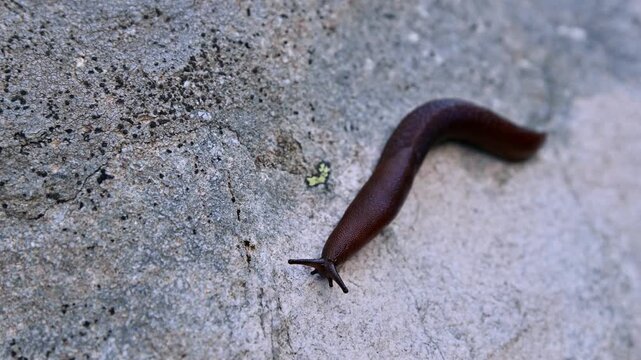 Brown slug crawling slowly on stone surface