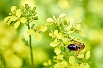 bee pollinating yellow mustard flower blooming in sunny green summer field close up view collecting nectar natural background wild flora macro photography agricultural landscape sunny day © R_Yosha