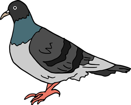 pigeon