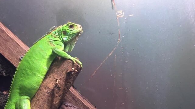 Beautiful green iguana resting on a wooden log

