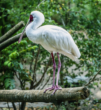 Bird photograph of a spoonbill standing on a tree.