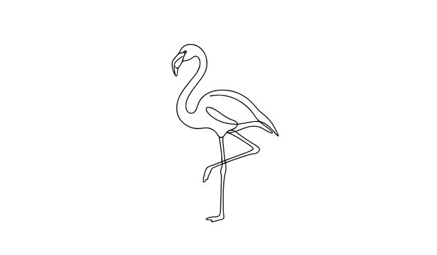 Flamingo Bird Line Art Illustration