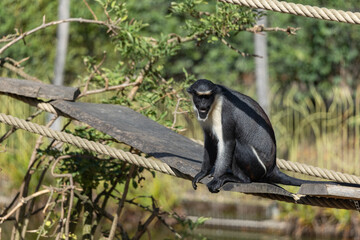 L'Hoest's monkey sitting on wooden plank wildlife conservation © Anja