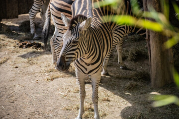 Zebra standing in enclosure wildlife conservation © Anja