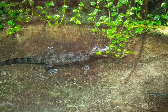 Small alligator resting in shallow water near green vines wilderness