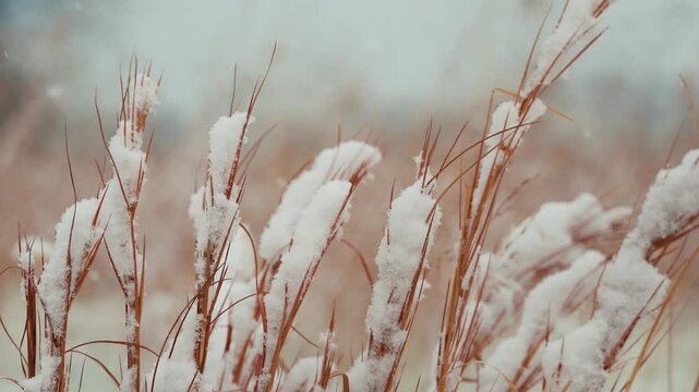 reeds in winter