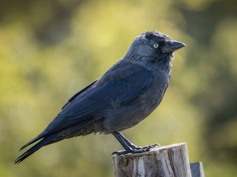 Western jackdaw (Corvus monedula) perched on fence post, Richmond Park, London, UK.