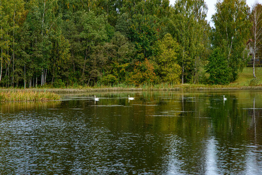 Three swans swimming on a peaceful lake surrounded by autumn trees, grassy shore, and a house reflected in the water.
