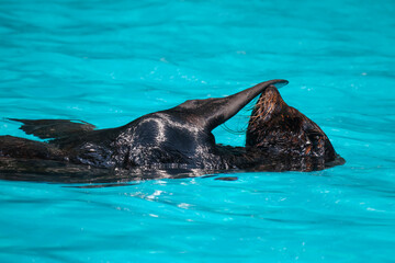Fur seal floating on its back in bright turquoise pool water, flipper raised over face while grooming, wet dark fur and whiskers © pumppump