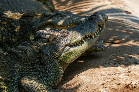 Close-up of Siamese crocodiles resting on sand in dappled sunlight, open mouth with sharp teeth and scaly green skin texture