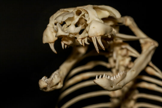 Snake skull and skeleton close-up with sharp fangs and open jaws on black background, venomous viper anatomy specimen