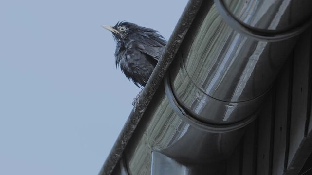 Amsel bei der Gefiederpflege in der Dachrinne &ndash; Nahaufnahme