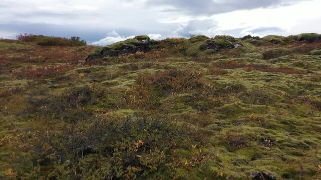 Flyover mossy lava backwards in autumn