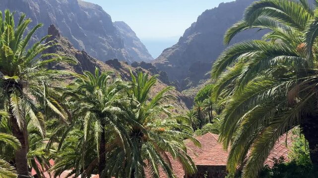 Palm-lined path through Masca gorge, Tenerife mountains, hiking trail, Canary Islands landscape, volcanic terrain