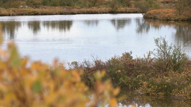 Lake in the autumn - rack focus to forground leaves