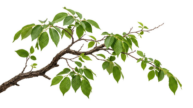 A detailed branch of an elm tree with vibrant green leaves, isolated on transparent background