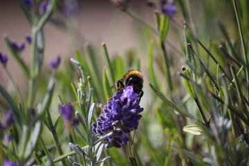 Bumblebee collecting nectar from a vibrant purple lavender flower spike © Ellen