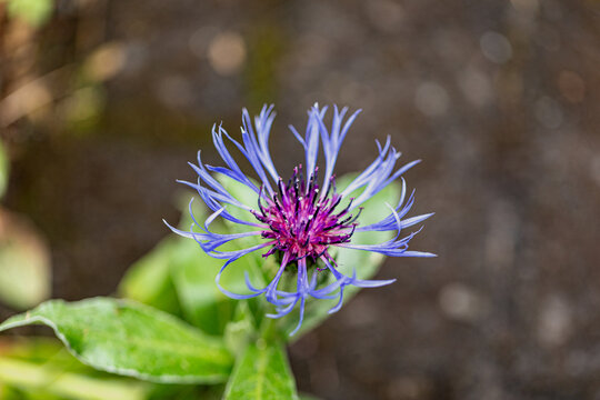 Kornblume am Wegesrand gefunden