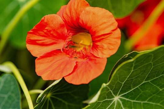 Blick in die Bl&uuml;te gewagt