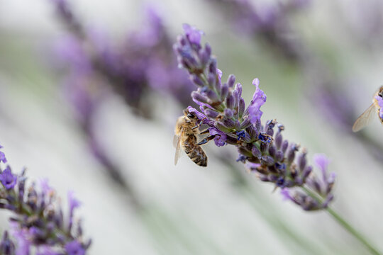 Lavendel schmeckt auch Bienen