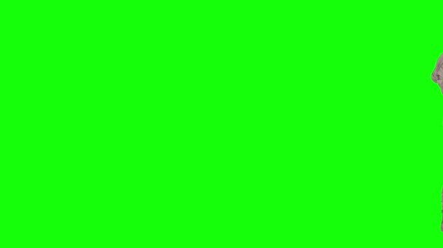 Halloween mummy character walking on chroma key. 3D animated monster on green background.