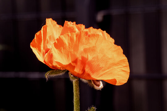 Vom der Sonne gew&auml;rmt Mohnebl&uuml;te