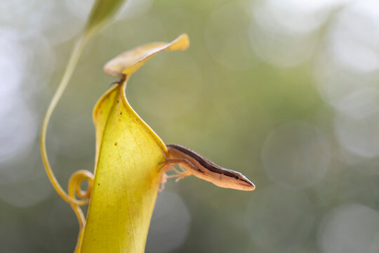 Asian Grass Lizard with Beautiful Plants
