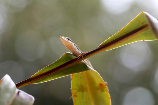 Asian Grass Lizard with Beautiful Plants