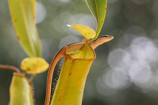 Asian Grass Lizard with Beautiful Plants