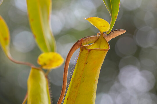 Asian Grass Lizard with Beautiful Plants
