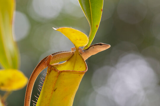 Asian Grass Lizard with Beautiful Plants