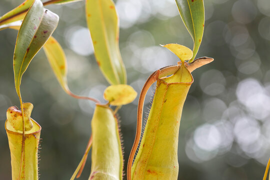 Asian Grass Lizard with Beautiful Plants