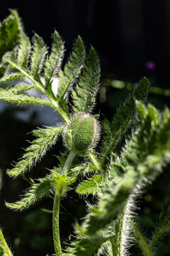 Mohnknospe im abendlichen Sonnenlicht