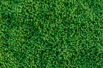 Fototapeta premium Fresh Green Grains on Plastic Sheet - Marrakesh, Morocco