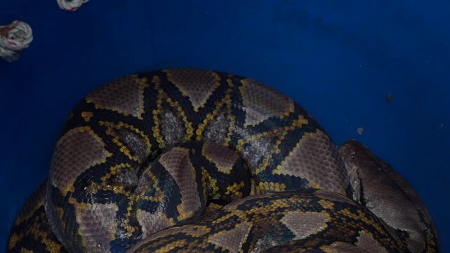 Python slithered inside and coiled up in a blue plastic barrel.
