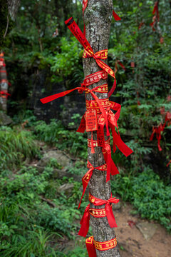 Close-up vertical shot of a tree trunk decorated with vibrant red wishing ribbons bearing golden Chinese characters for good fortune.