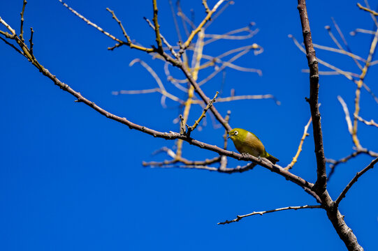 a japanese white-eye with blue sky