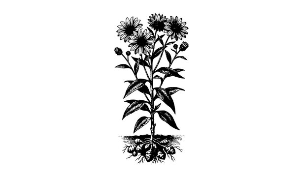 Jerusalem Artichoke Vintage Botanical Engraving Illustration