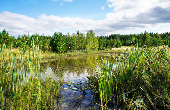 Quiet pond surrounded by tall reeds and green forest. Cloudy blue sky creates peaceful summer wetland landscape. Nature scene supports conservation, travel, and design