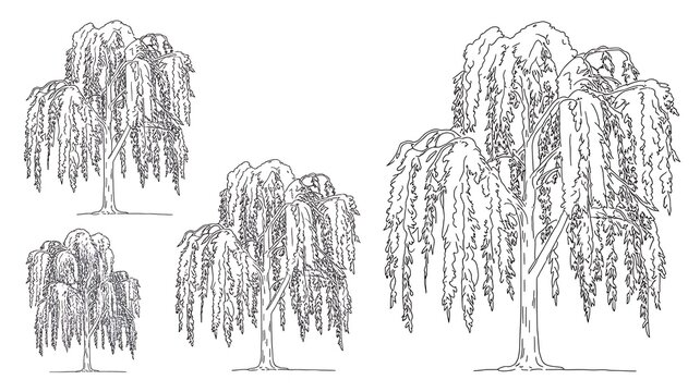 Vector set of weeping willow trees in elevation view for use in architectural drawings