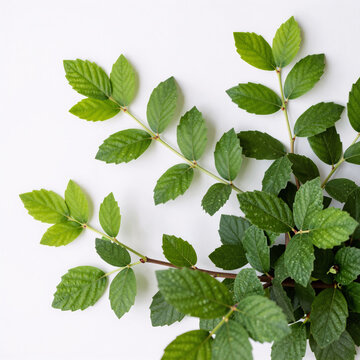 Ukiyo-E Blueberry Garden. Isolated Green Leaves Of Blueberry In A Corner Arrangement On White Background