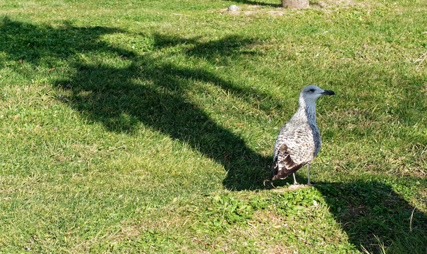 Young yellow-legged gull on a sunny lawn in Toulon, PACA, France.