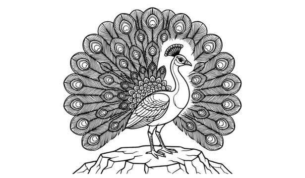 Detailed Peacock Standing on Rock with Large Rounded Spread Tail Coloring Page Wildlife Line Art Illustration