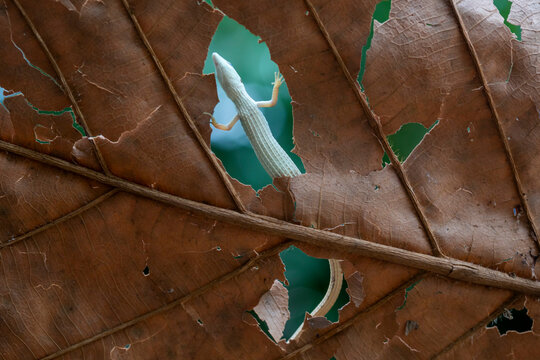 Grass Lizard on leaves of plants