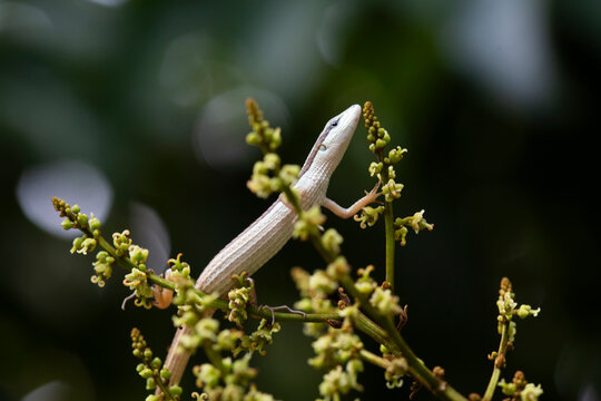 Grass Lizard on leaves of plants