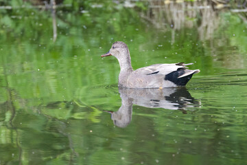 Fototapeta premium A male gadwall surrounded by green reflections, gadwall reflected in the pond, gadwalls from the side, idyllic scene at the lake with a peaceful duck, idyllic nature with waterfowl, Mareca strepera