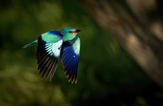 Roller bird close up ( coracias garrulus )