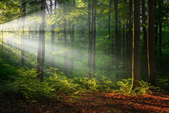 Sunny morning in the forest